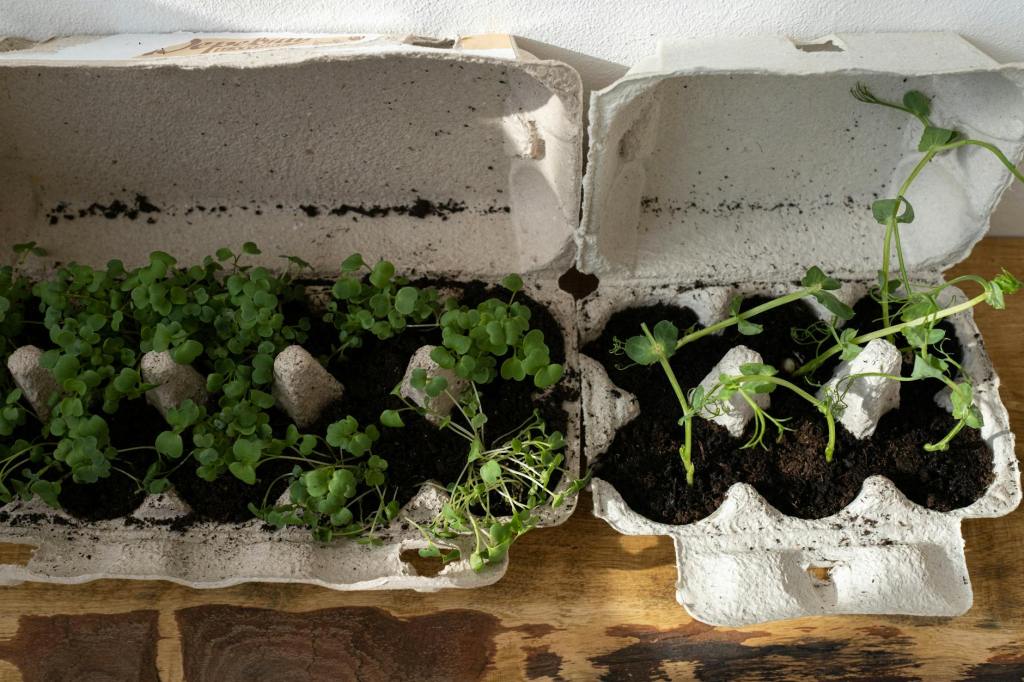 Plants inside repurposed egg cartons.